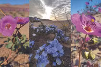 Những loài hoa khoe sắc ở sa mạc Atacama khô cằn