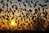 Bí ẩn ngôi làng hàng ngàn con chim tìm về "tự sát" tập thể 
