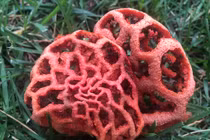 Giật mình loài nấm đặc biệt nhất hành tinh: “Giả chết” cực tài tình 