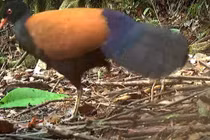 140 năm mất tích, chim bồ câu gáy đen bất ngờ "tái xuất giang hồ" 