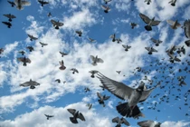 Vùng trời bí ẩn ở Anh khiến hàng loạt chim bồ câu “bốc hơi” 