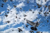 Vùng trời bí ẩn ở Anh khiến hàng loạt chim bồ câu “bốc hơi” 