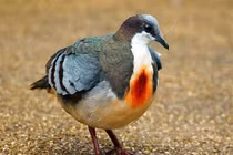 Chim “ứa máu” giữa ngực và những loài chim độc lạ