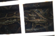 Tiếp nhận trăn khủng nặng 53 kg: Loài có trong Sách đỏ Việt Nam! 