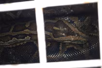 Tiếp nhận trăn khủng nặng 53 kg: Loài có trong Sách đỏ Việt Nam! 