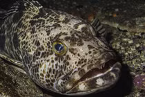 Giật mình cá “yêu tinh” sở hữu 555 chiếc răng, mỗi ngày rụng 20 chiếc