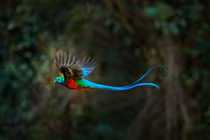 Loài chim kiều diễm, thà nhịn ăn đến chết chứ không chịu 'cầm tù'