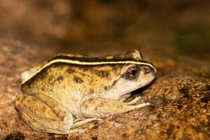 Loài ếch ma “tuyệt tích” hơn 100 năm bất ngờ hồi sinh kỳ diệu 