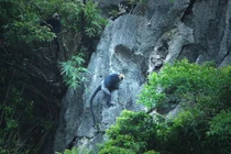 Động vật quý hiếm có nguy cơ tuyệt chủng cao, chỉ có ở VN