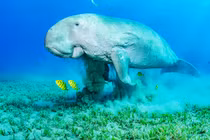 Cá nàng tiên tuyệt chủng ở Trung Quốc: Loài vô cùng đặc biệt! 