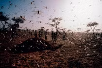 Rùng mình những đại dịch châu chấu khủng khiếp nhất TG