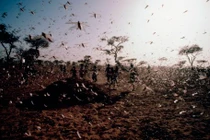 Rùng mình những đại dịch châu chấu khủng khiếp nhất TG