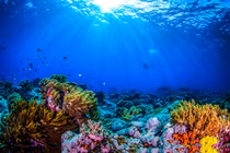 Giải mã âm thanh bí ẩn, đánh đố con người dưới lòng đại dương