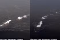 Nóng: Quái vật hồ Loch Ness có “anh em” trú ngụ ở Alaska?