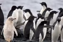 Độc lạ loài chim ngủ hơn 10.000 lần mỗi ngày, mỗi lần chỉ... 4 giây