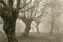 Bí mật giấu kín trong khu rừng ô tô tắt máy tự lên dốc 