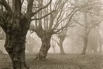 Bí mật giấu kín trong khu rừng ô tô tắt máy tự lên dốc 