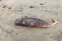 3 con cá lạ trôi dạt vào bờ biển Hà Tĩnh, là loài linh thiêng? 