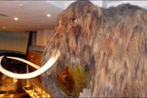 Công cụ nào của người cổ đại được làm từ ngà voi ma mút?