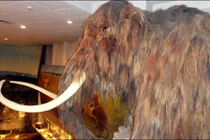 Công cụ nào của người cổ đại được làm từ ngà voi ma mút?