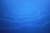 Phát hiện sinh vật dài nhất trên Trái đất, vẻ ngoài cực ấn tượng! 