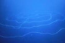 Phát hiện sinh vật dài nhất trên Trái đất, vẻ ngoài cực ấn tượng! 