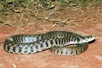 Tái thả 10 động vật hiếm về rừng: Toàn loài trong Sách Đỏ VN!