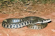 Tái thả 10 động vật hiếm về rừng: Toàn loài trong Sách Đỏ VN!