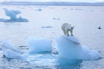 Bắc Cực đang ấm lên "chóng mặt": Thế giới có lâm nguy? 