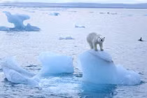 Bắc Cực đang ấm lên "chóng mặt": Thế giới có lâm nguy? 