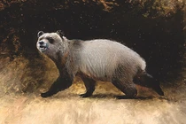 Giật mình lý do những con gấu trúc cuối cùng biến mất khỏi châu Âu