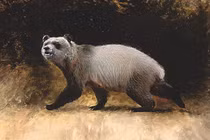 Giật mình lý do những con gấu trúc cuối cùng biến mất khỏi châu Âu