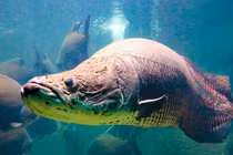 Tận mục “thủy quái” nước ngọt lớn nhất thế giới náu mình ở sông Amazon