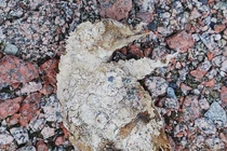 Tuyết tan phát lộ nhiều xác ướp chim cánh cụt ở Nam Cực