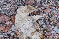 Tuyết tan phát lộ nhiều xác ướp chim cánh cụt ở Nam Cực