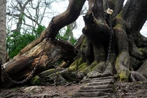 Bí ẩn cây sồi cổ bị xiềng xích vì “lời nguyền chết chóc“