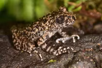 Phát hiện loài cóc mới chỉ có ở Việt Nam