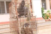 Bắt được động vật trong Sách đỏ, dân Bình Phước giao cho chính quyền 