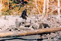 Đoạn video về sinh vật lạ nghi là quái vật bí ẩn Bigfoot