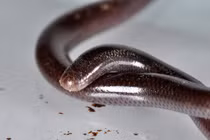 Loài rắn kỳ dị trông như giun, cả bầy đều là con cái