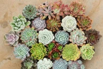 10 loại cây hút bức xạ wifi, lọc sạch không khí, cải thiện sức khỏe