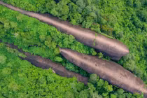 Kinh ngạc “cá voi” khổng lồ 75 triệu năm tuổi trong rừng cây