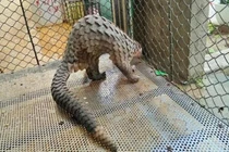 Cá thể Tê tê Java 3,8 kg đi lạc ở Huế: Loài hiếm! 