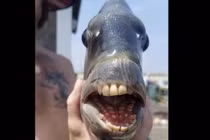 Sốt xình xịch "tóm" được con cá có hàm răng như quái vật 