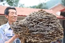 Đi hái thuốc, lão nông Trung Quốc tìm thấy “báu vật” trời ban 