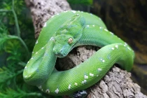 Cận cảnh "quái trăn" có tới 20 lỗ mũi, ai thấy cũng hết hồn 