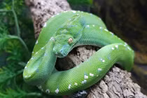 Cận cảnh "quái trăn" có tới 20 lỗ mũi, ai thấy cũng hết hồn 