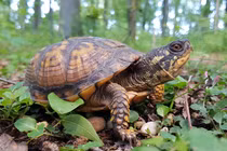 Mở mộ cổ 2.000 tuổi, hoảng hồn thấy thứ động đậy bên trong