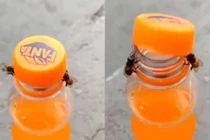 Video khó tin 2 chú ong hợp sức mở chai nước ngọt