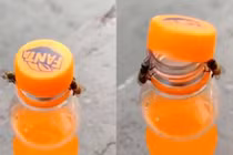 Video khó tin 2 chú ong hợp sức mở chai nước ngọt
